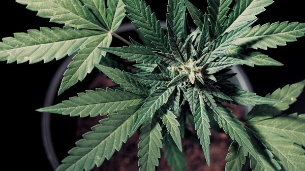 Comment choisir la meilleure fleur cbd pour débutants