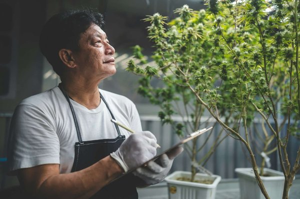 Découvrez le meilleur cbd : qualité, prix et fiabilité